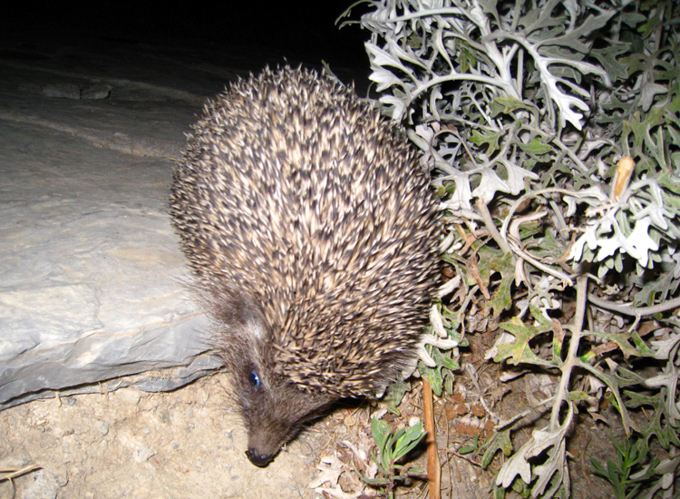 Erinaceus concolor in Turchia